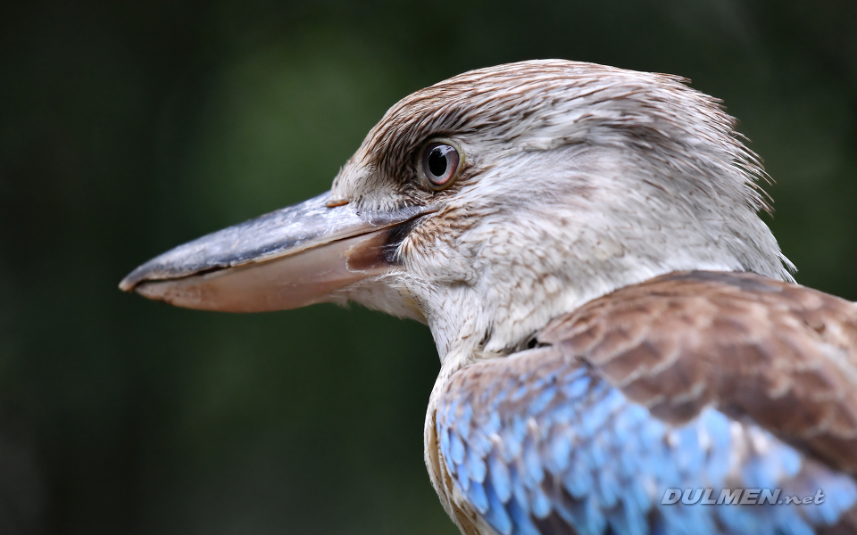 Blue-winged kookaburra (Dacelo leachii)